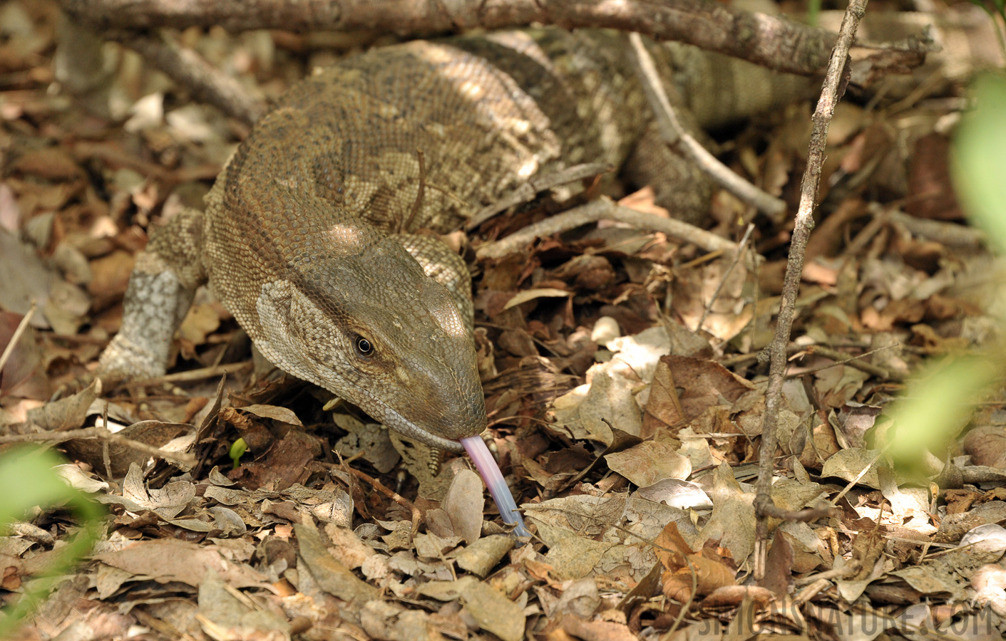 Varanus albigularis albigularis [300 mm, 1/320 sec at f / 10, ISO 1600]